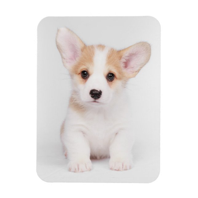 Ímã Bebês Mais Pobres | Corgi Branco (Vertical)