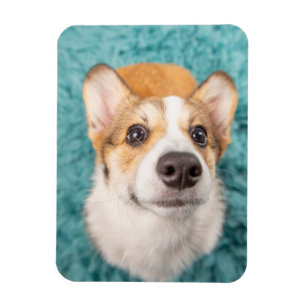 Ímã Bebês Mais Pobres   Corgi Doce Face Puppy