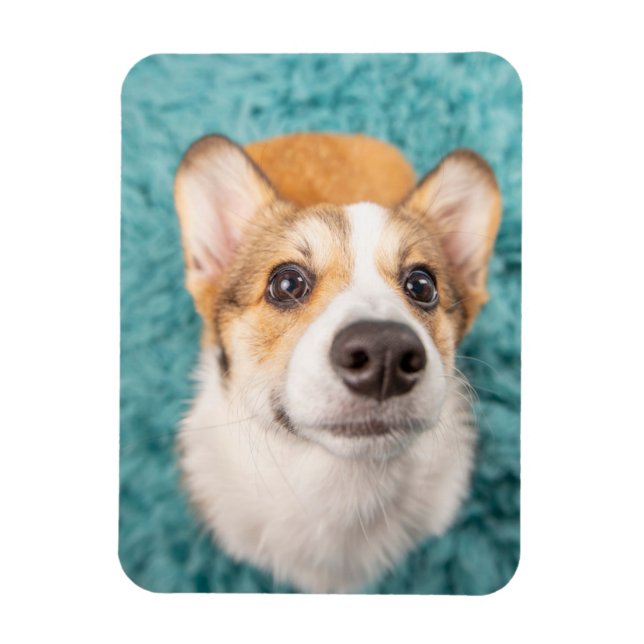 Ímã Bebês Mais Pobres | Corgi Doce Face Puppy (Vertical)