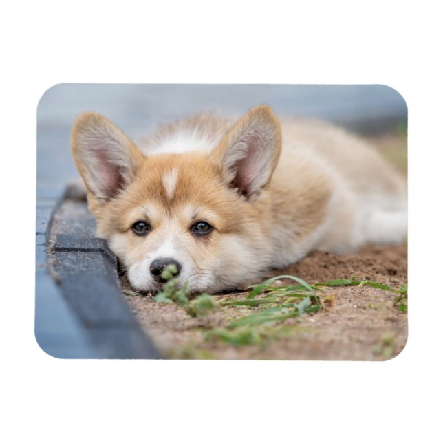 Ímã Bebês Mais Pobres | Corgi Lay in the Yard (Horizontal)