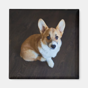 Imã Bebês Mais Pobres   Corgi Procurando