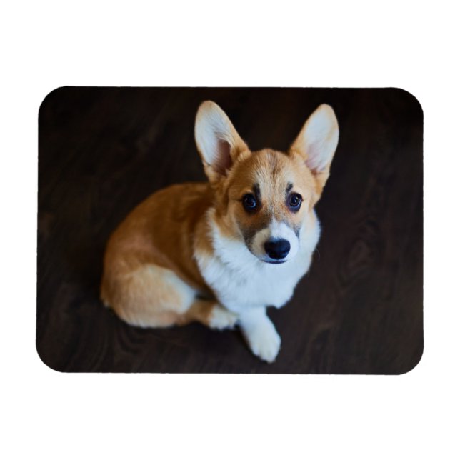 Ímã Bebês Mais Pobres | Corgi Procurando (Horizontal)