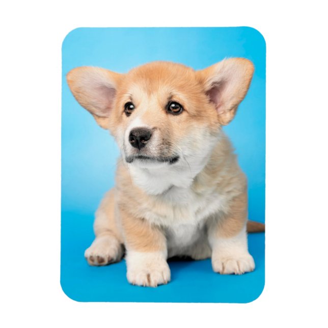 Ímã Bebês Mais Pobres | Corgi Puppy a azul (Vertical)