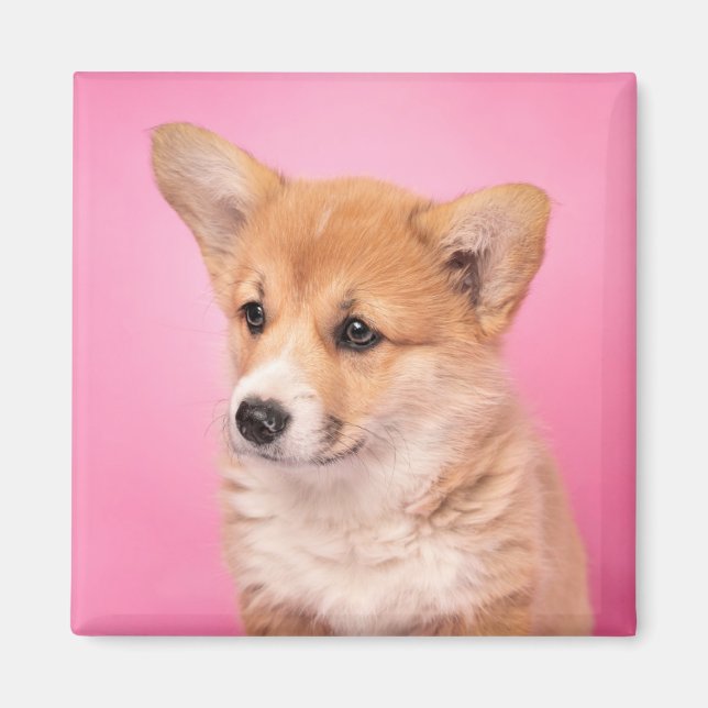 Imã Bebês Mais Pobres | Corgi Puppy a rosa (Frente)