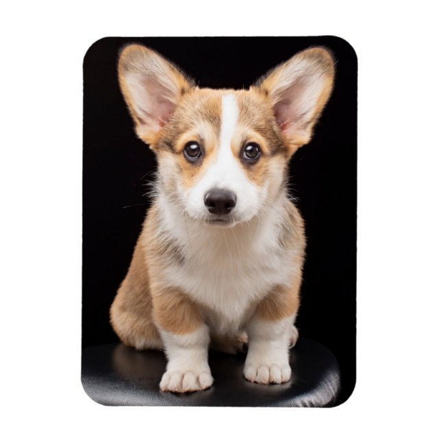Ímã Bebês Mais Pobres | Corgi Puppy Em Pé (Vertical)