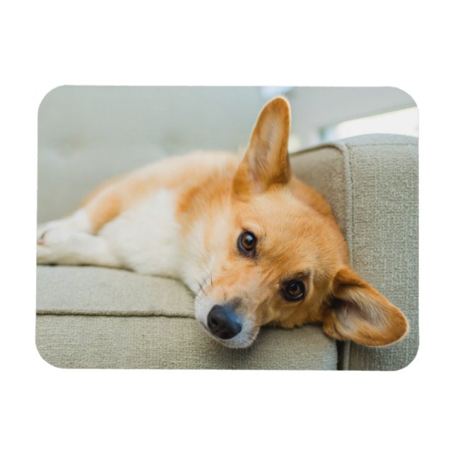 Ímã Bebês Mais Pobres | Corgi Puppy no sofá (Horizontal)