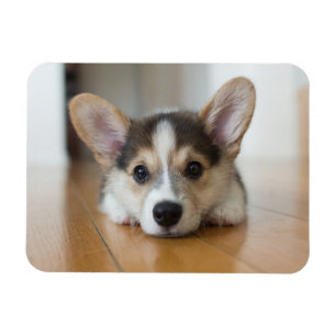 Ímã Bebês Mais Pobres   Corgi Puppy Olhando