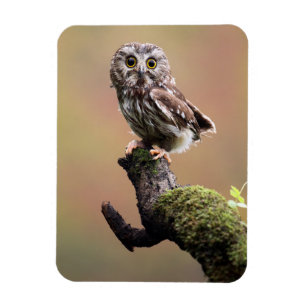 Ímã Bebês Mais Pobres Coruja Norte