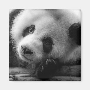 Imã Bebês Mais Pobres Cubo-Urso-Panda Gigante