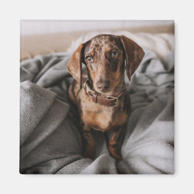 Imã Bebês Mais Pobres | Dachshund De Chocolate (Frente)