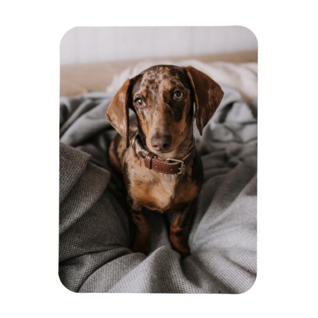 Ímã Bebês Mais Pobres | Dachshund De Chocolate (Vertical)