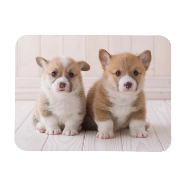 Ímã Bebês Mais Pobres | Dois Bebês De Corgão (Horizontal)