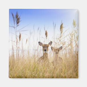 Imã Bebês Mais Pobres   Dois Jovens Veados Brancos