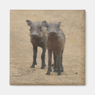 Imã Bebês Mais Pobres   Dois Jovens Warthogs