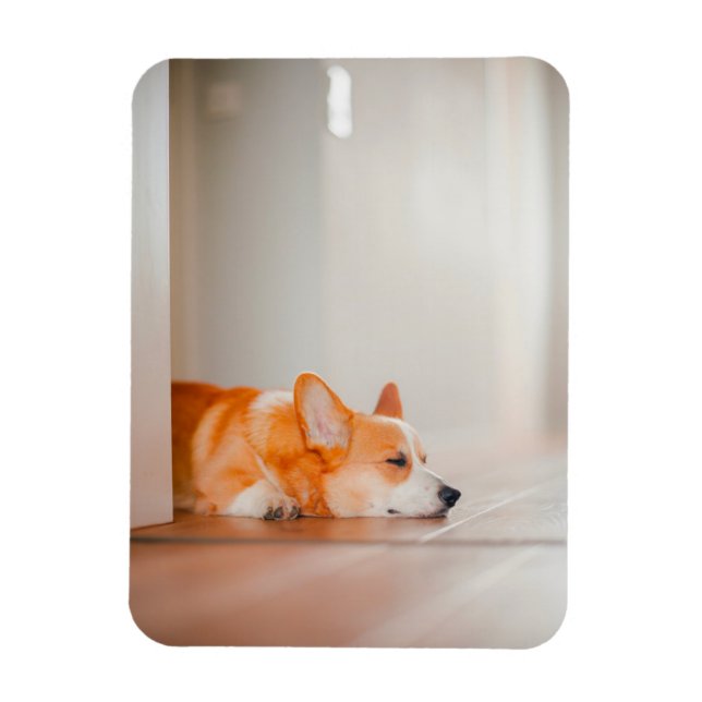 Ímã Bebês Mais Pobres | Dormência De Corgi (Vertical)