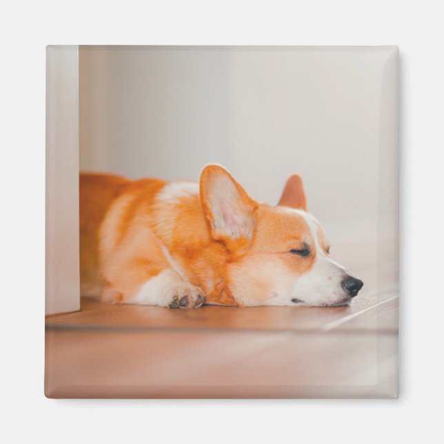 Imã Bebês Mais Pobres | Dormência De Corgi (Frente)