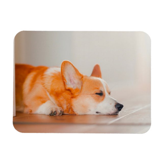 Ímã Bebês Mais Pobres | Dormência De Corgi (Horizontal)