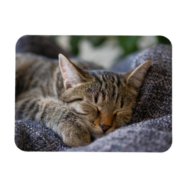 Ímã Bebês Mais Pobres | Dormir De Tabby Kitten (Horizontal)