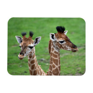 Ímã Bebês Mais Pobres Duas Girafas Bebidas