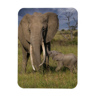 Ímã Bebês Mais Pobres Elefante Amama Com Bebê