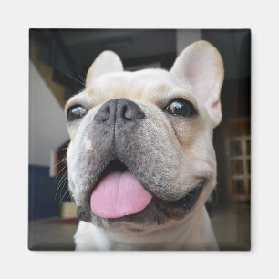 Imã Bebês Mais Pobres   Face de Buldogue Francesa
