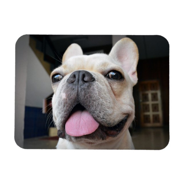 Ímã Bebês Mais Pobres | Face de Buldogue Francesa (Horizontal)