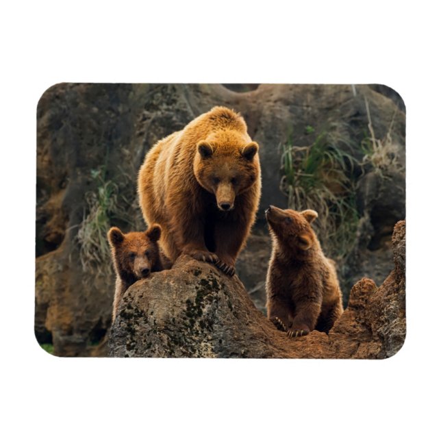 Ímã Bebês Mais Pobres | Família Brown Bear (Horizontal)