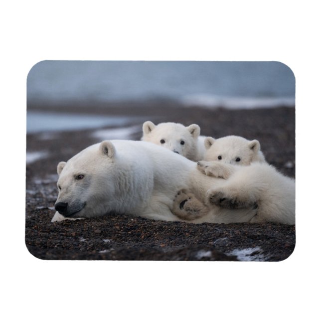 Ímã Bebês Mais Pobres | Família Polar Bear Alaska (Horizontal)