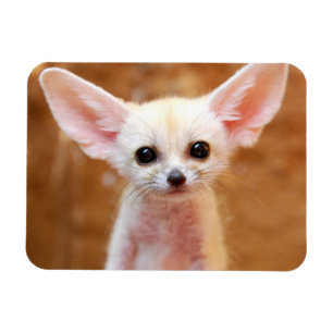 Ímã Bebês Mais Pobres   Fennec Fox