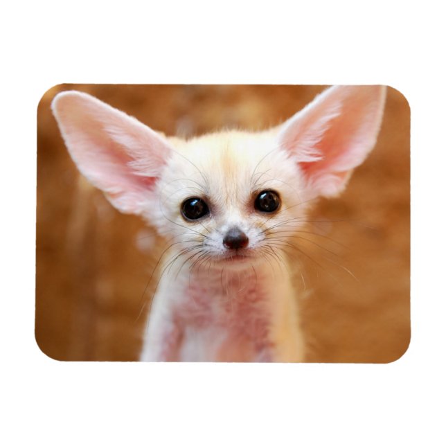 Ímã Bebês Mais Pobres | Fennec Fox (Horizontal)