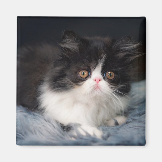 Imã Bebês Mais Pobres | Fluffy B&W Kitten (Frente)