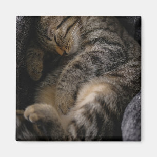 Imã Bebês Mais Pobres Gato-De-Dormir