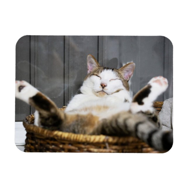 Ímã Bebês Mais Pobres | Gato na cama (Horizontal)