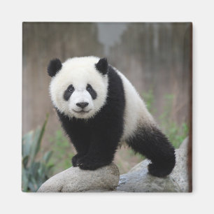 Imã Bebês Mais Pobres Giant Panda Baby
