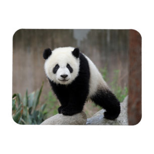 Ímã Bebês Mais Pobres Giant Panda Baby