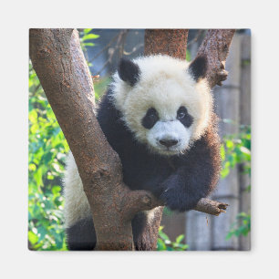 Imã Bebês Mais Pobres   Giant Panda Cub