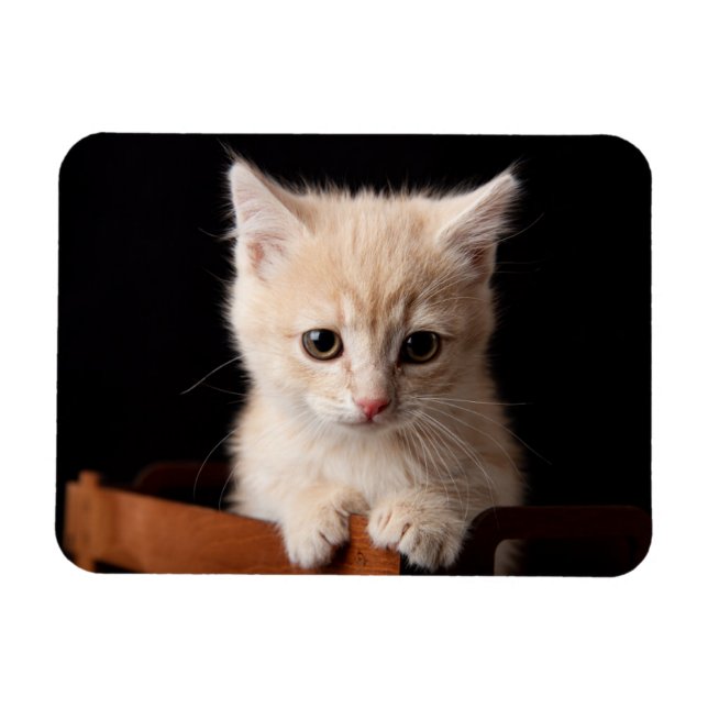 Ímã Bebês Mais Pobres | Ginger Kitten (Horizontal)