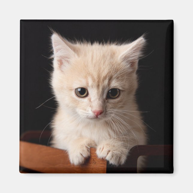 Imã Bebês Mais Pobres | Ginger Kitten (Frente)