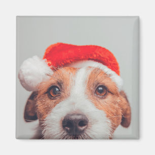 Imã Bebês Mais Pobres   Jack Russell Dog Santa Claus