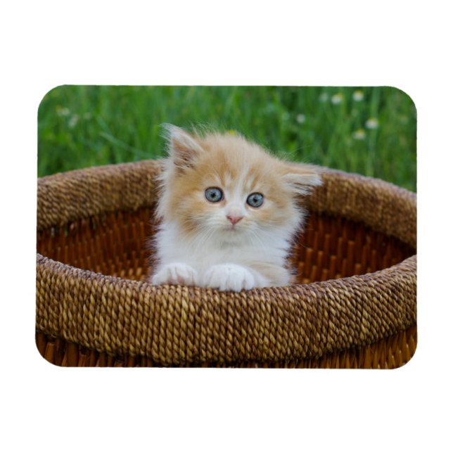 Ímã Bebês Mais Pobres | Kitten Azul (Horizontal)