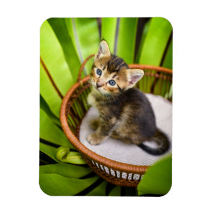 Ímã Bebês Mais Pobres Kitten no cesto