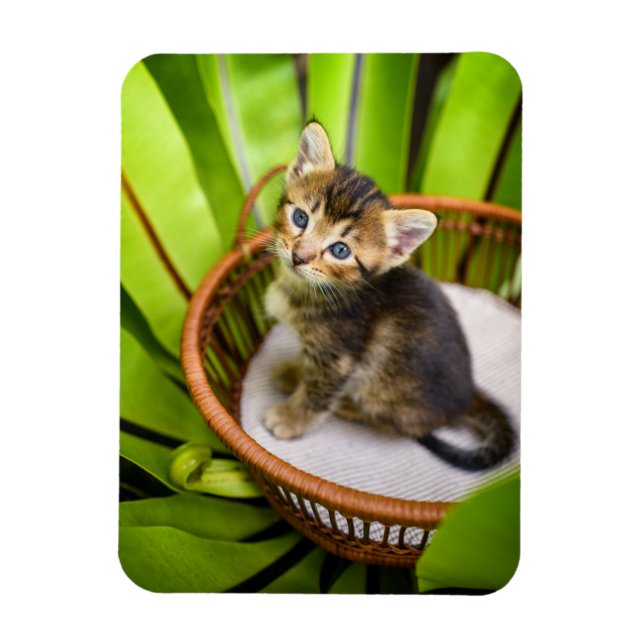 Ímã Bebês Mais Pobres | Kitten no cesto (Vertical)
