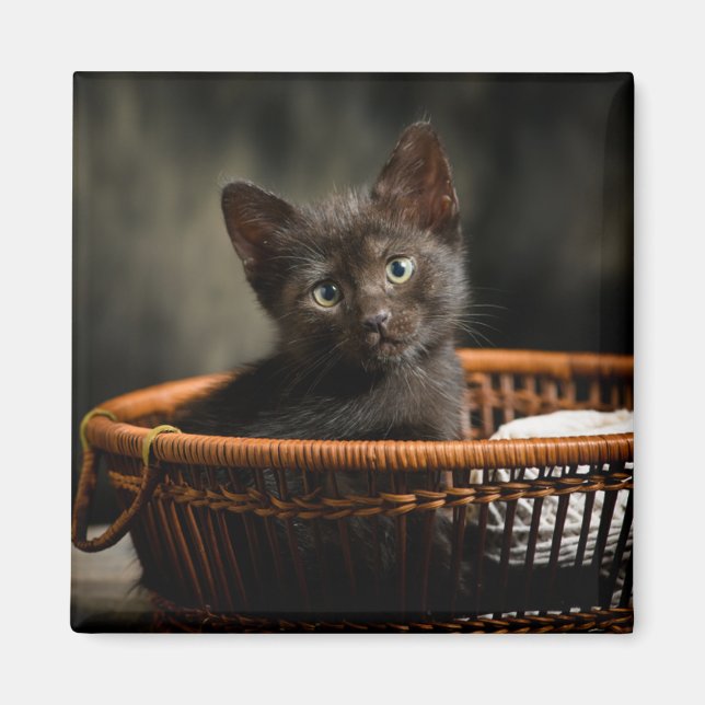 Imã Bebês Mais Pobres | Kitten no cesto (Frente)