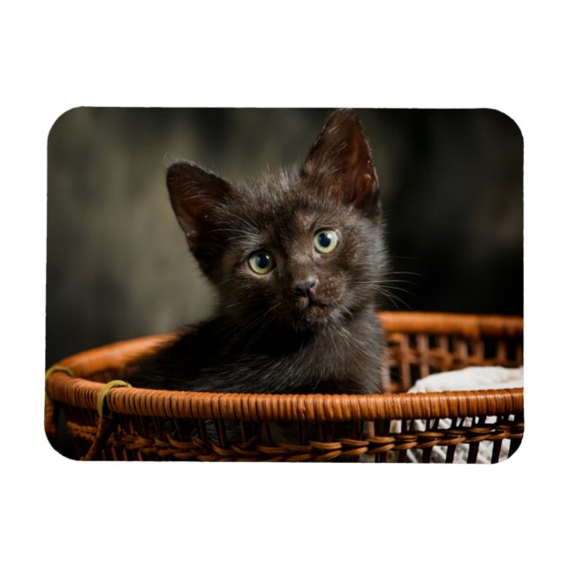 Ímã Bebês Mais Pobres | Kitten no cesto (Horizontal)