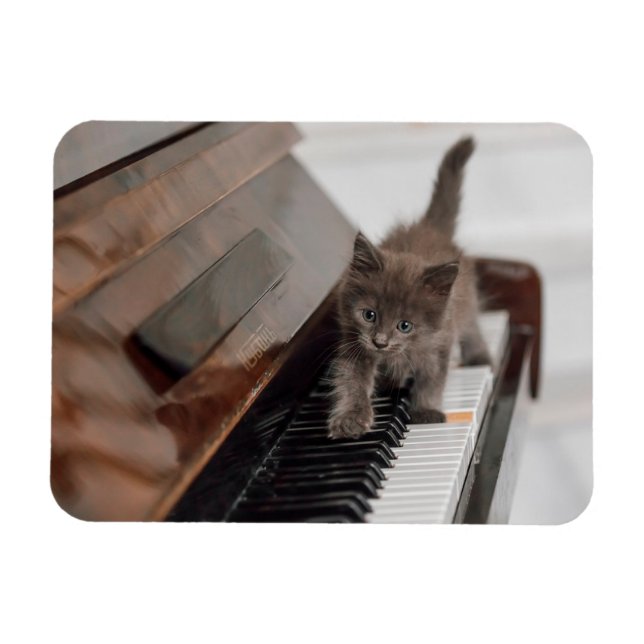 Ímã Bebês Mais Pobres | Kitten on Piano (Horizontal)