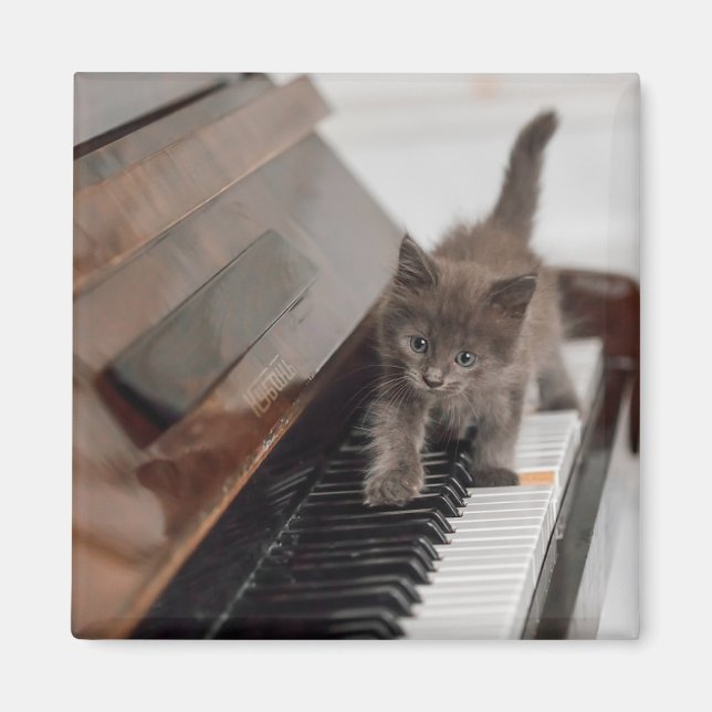 Imã Bebês Mais Pobres | Kitten on Piano (Frente)