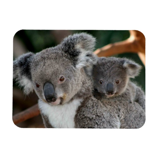 Ímã Bebês Mais Pobres | Koala e Joey (Horizontal)