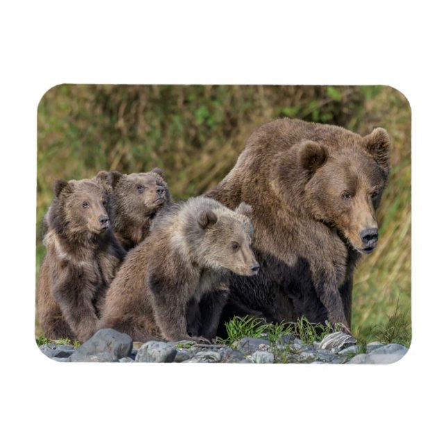 Ímã Bebês Mais Pobres | Kodiak Mama Bear & Cubs (Horizontal)