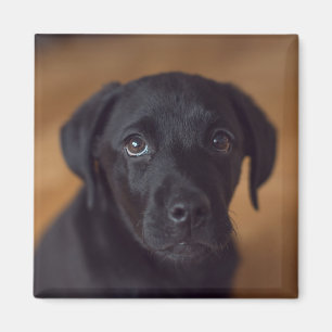 Imã Bebês Mais Pobres Labrador Preto