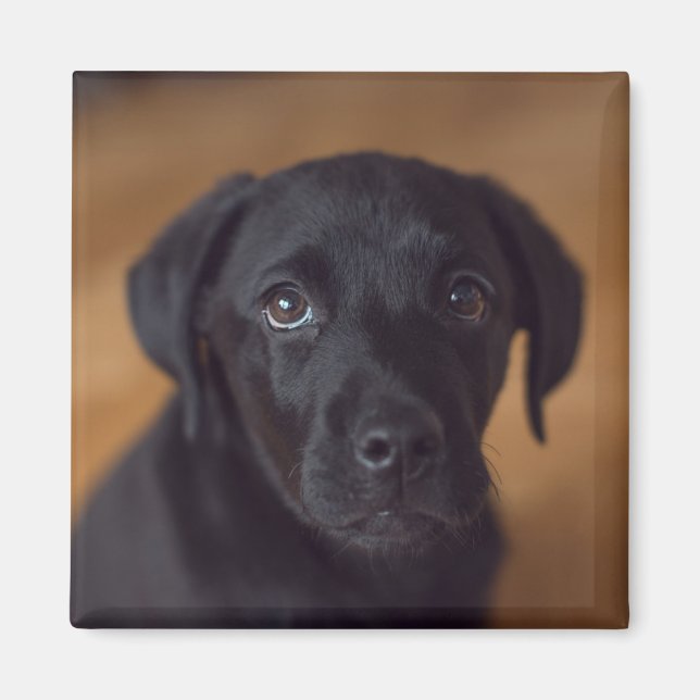 Imã Bebês Mais Pobres | Labrador Preto (Frente)